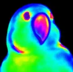 Party Parrot coin